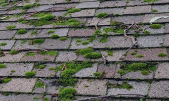moss on shingle roof